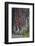 Redwood National Park, base of a giant redwood tree.-Mallorie Ostrowitz-Framed Photographic Print