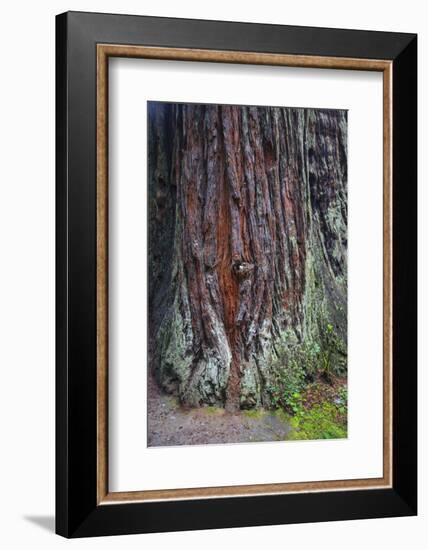 Redwood National Park, base of a giant redwood tree.-Mallorie Ostrowitz-Framed Photographic Print