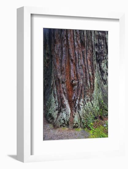 Redwood National Park, base of a giant redwood tree.-Mallorie Ostrowitz-Framed Photographic Print