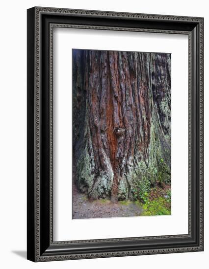 Redwood National Park, base of a giant redwood tree.-Mallorie Ostrowitz-Framed Photographic Print