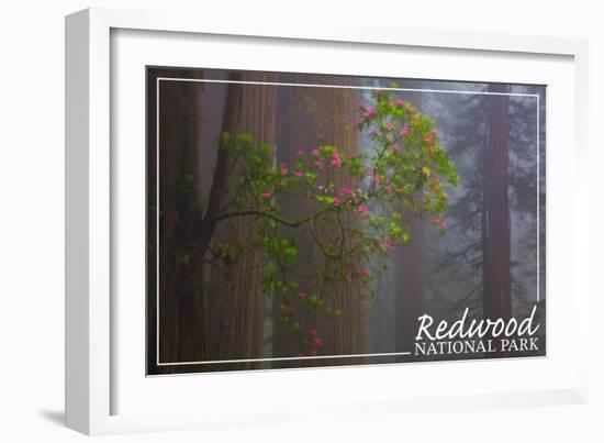 Redwood National Park - Forest Scene-Lantern Press-Framed Art Print