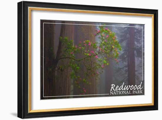 Redwood National Park - Forest Scene-Lantern Press-Framed Art Print