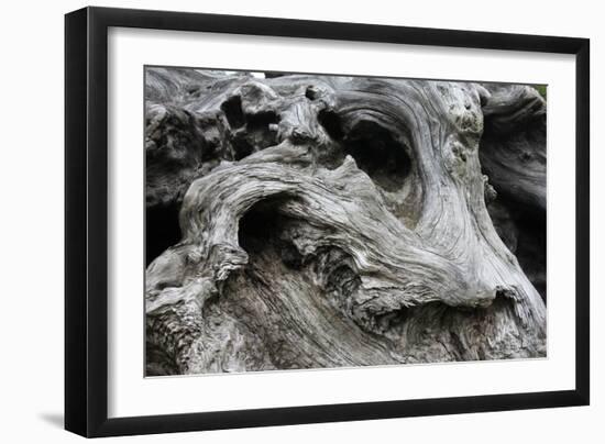 Redwood Root Driftwood-Robert Goldwitz-Framed Photographic Print