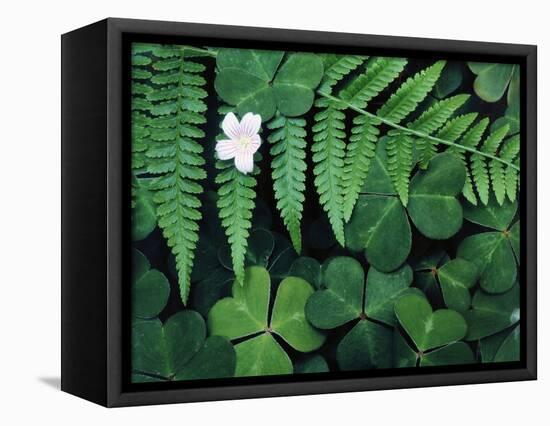 Redwood Sorrel and Bracken Fern-Scott T^ Smith-Framed Premier Image Canvas