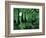 Redwood Sorrel and Bracken Fern-Scott T^ Smith-Framed Photographic Print