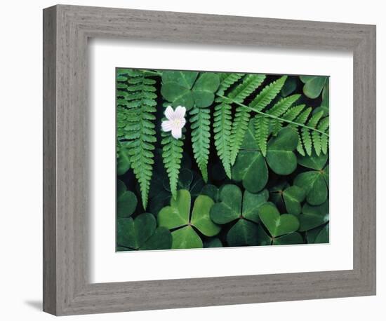 Redwood Sorrel and Bracken Fern-Scott T^ Smith-Framed Photographic Print