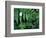 Redwood Sorrel and Bracken Fern-Scott T^ Smith-Framed Photographic Print