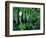 Redwood Sorrel and Bracken Fern-Scott T^ Smith-Framed Photographic Print