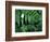 Redwood Sorrel and Bracken Fern-Scott T^ Smith-Framed Photographic Print