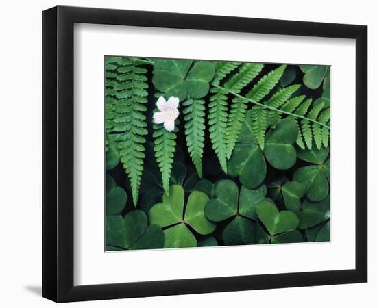 Redwood Sorrel and Bracken Fern-Scott T^ Smith-Framed Photographic Print