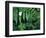 Redwood Sorrel and Bracken Fern-Scott T^ Smith-Framed Photographic Print