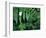 Redwood Sorrel and Bracken Fern-Scott T^ Smith-Framed Photographic Print