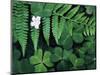 Redwood Sorrel and Bracken Fern-Scott T^ Smith-Mounted Photographic Print