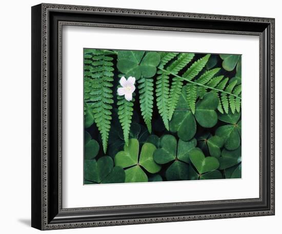 Redwood Sorrel and Bracken Fern-Scott T^ Smith-Framed Photographic Print