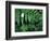 Redwood Sorrel and Bracken Fern-Scott T^ Smith-Framed Photographic Print