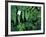 Redwood Sorrel and Bracken Fern-Scott T^ Smith-Framed Photographic Print