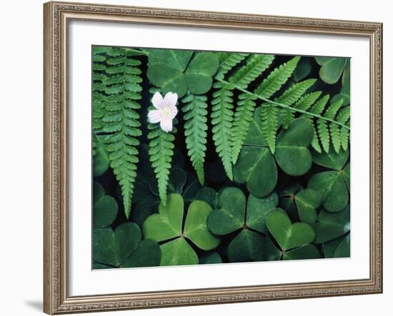 Redwood Sorrel and Bracken Fern-Scott T^ Smith-Framed Photographic Print