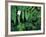 Redwood Sorrel and Bracken Fern-Scott T^ Smith-Framed Photographic Print