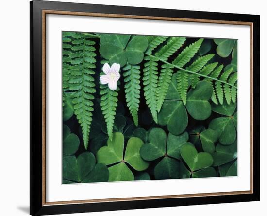 Redwood Sorrel and Bracken Fern-Scott T^ Smith-Framed Photographic Print