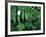 Redwood Sorrel and Bracken Fern-Scott T^ Smith-Framed Photographic Print