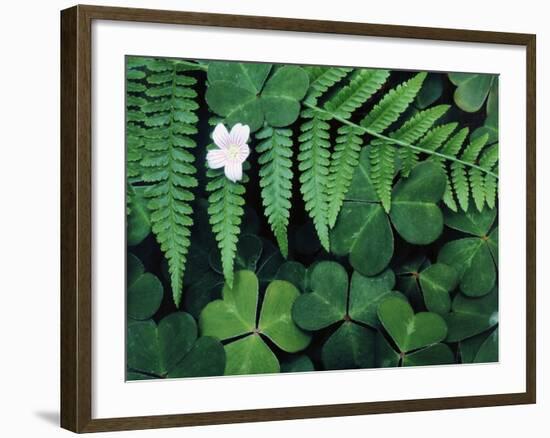 Redwood Sorrel and Bracken Fern-Scott T^ Smith-Framed Photographic Print