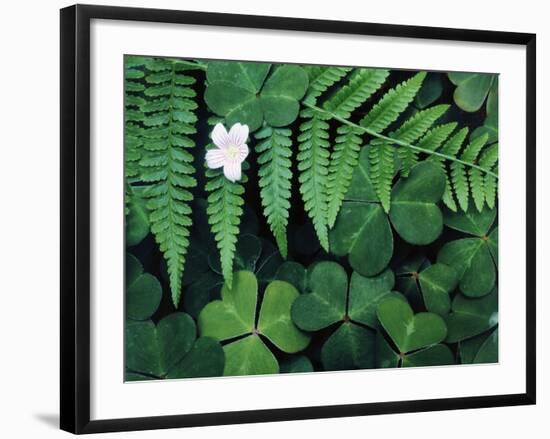 Redwood Sorrel and Bracken Fern-Scott T^ Smith-Framed Photographic Print