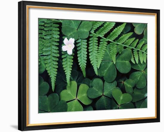 Redwood Sorrel and Bracken Fern-Scott T^ Smith-Framed Photographic Print