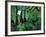 Redwood Sorrel and Bracken Fern-Scott T^ Smith-Framed Photographic Print