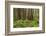 Redwood, Stillwater Cove Regional Park, Sonoma Coast, California, Usa-Rainer Mirau-Framed Photographic Print