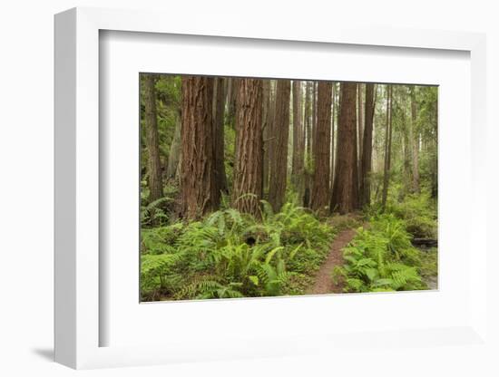 Redwood, Stillwater Cove Regional Park, Sonoma Coast, California, Usa-Rainer Mirau-Framed Photographic Print