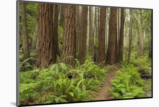 Redwood, Stillwater Cove Regional Park, Sonoma Coast, California, Usa-Rainer Mirau-Mounted Photographic Print