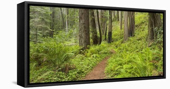 Redwood, Stillwater Cove Regional Park, Sonoma Coast, California, Usa-Rainer Mirau-Framed Premier Image Canvas