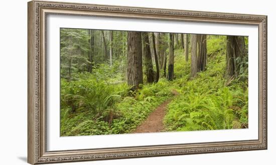 Redwood, Stillwater Cove Regional Park, Sonoma Coast, California, Usa-Rainer Mirau-Framed Photographic Print