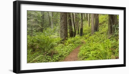 Redwood, Stillwater Cove Regional Park, Sonoma Coast, California, Usa-Rainer Mirau-Framed Photographic Print