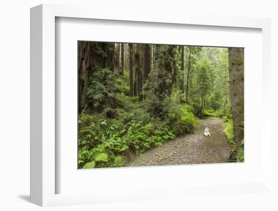 Redwood, Stochoff Creek, Stillwater Cove Regional Park, Sonoma Coast, California, Usa-Rainer Mirau-Framed Photographic Print
