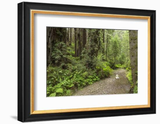 Redwood, Stochoff Creek, Stillwater Cove Regional Park, Sonoma Coast, California, Usa-Rainer Mirau-Framed Photographic Print