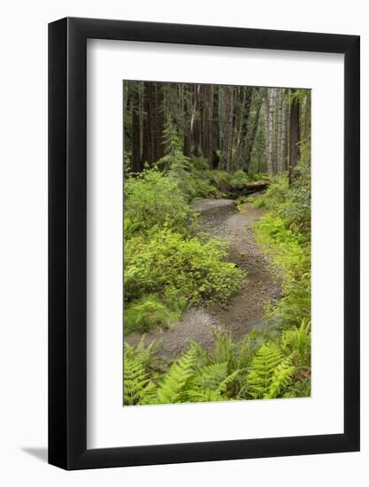 Redwood, Stochoff Creek, Stillwater Cove Regional Park, Sonoma Coast, California, Usa-Rainer Mirau-Framed Photographic Print