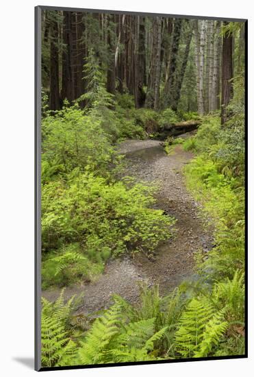 Redwood, Stochoff Creek, Stillwater Cove Regional Park, Sonoma Coast, California, Usa-Rainer Mirau-Mounted Photographic Print