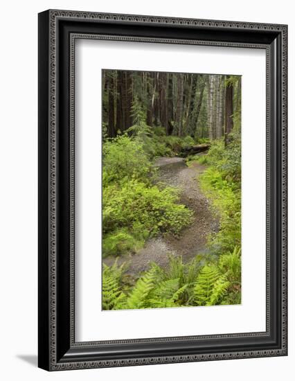 Redwood, Stochoff Creek, Stillwater Cove Regional Park, Sonoma Coast, California, Usa-Rainer Mirau-Framed Photographic Print