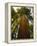Redwood Tree-Charles O'Rear-Framed Premier Image Canvas