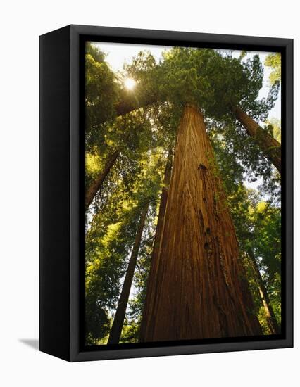 Redwood Tree-Charles O'Rear-Framed Premier Image Canvas