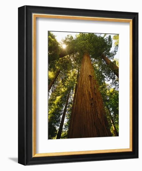 Redwood Tree-Charles O'Rear-Framed Photographic Print