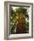 Redwood Tree-Charles O'Rear-Framed Photographic Print