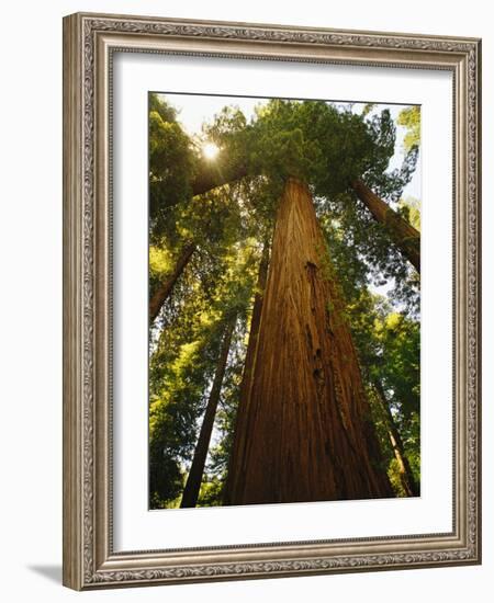 Redwood Tree-Charles O'Rear-Framed Photographic Print