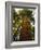 Redwood Tree-Charles O'Rear-Framed Photographic Print