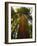 Redwood Tree-Charles O'Rear-Framed Photographic Print