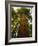 Redwood Tree-Charles O'Rear-Framed Photographic Print