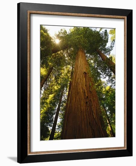 Redwood Tree-Charles O'Rear-Framed Photographic Print