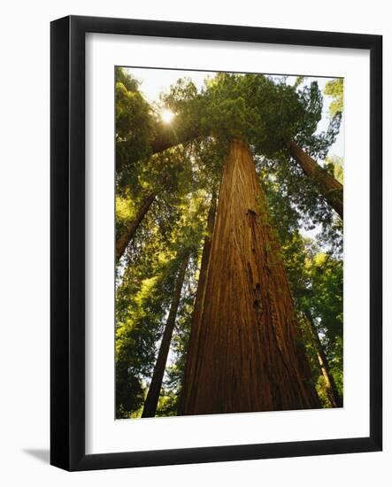 Redwood Tree-Charles O'Rear-Framed Photographic Print