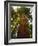 Redwood Tree-Charles O'Rear-Framed Photographic Print